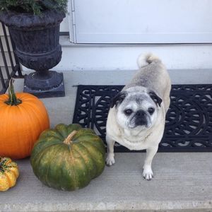 Meet your Posher, Laura